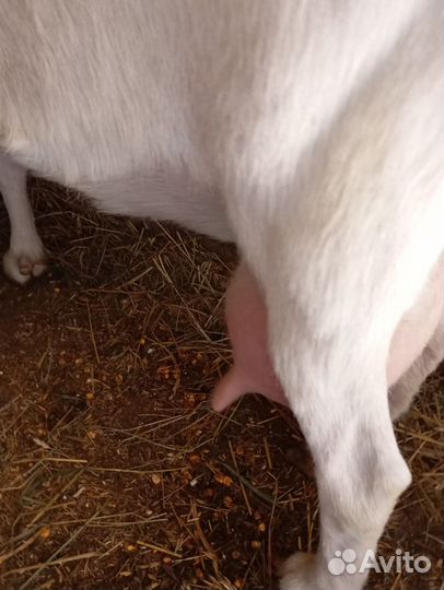 Продаем молочных коз