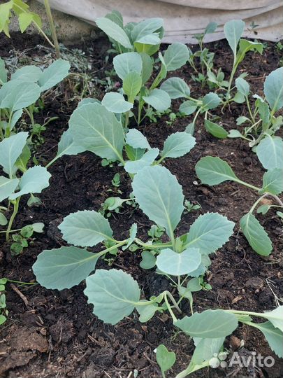 Рассада капусты разных сортов