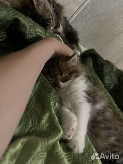 Котёнок шотландка