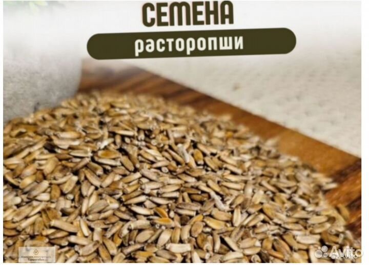 Расторопша семена новые