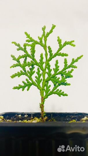 Туя Брабант саженцы