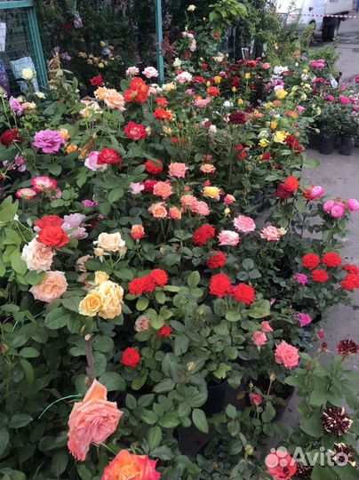 Кустовые розы