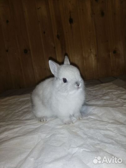 Кролик карлик