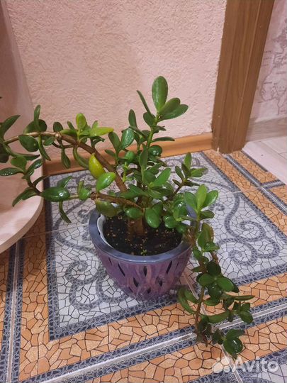 Денежное дерево крассула толстянка