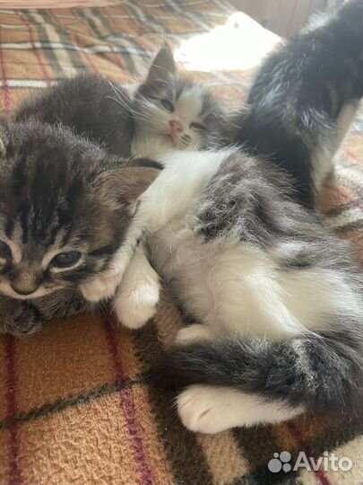 Котята в добрые руки