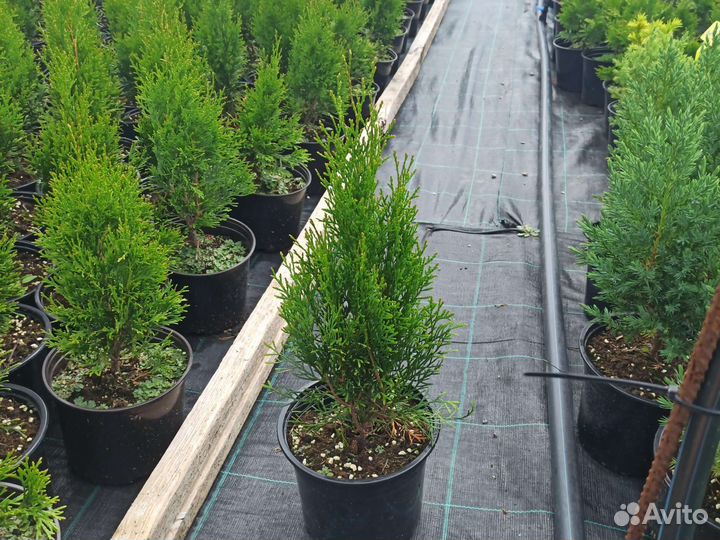 Туя смарагд