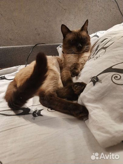 Сиамский кот вязка