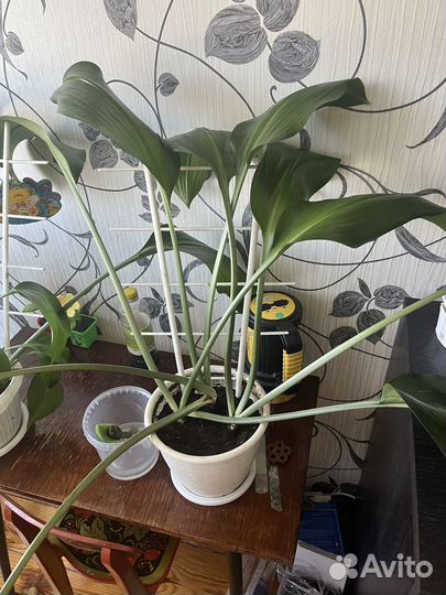 Амазонская лилия (эухарис)