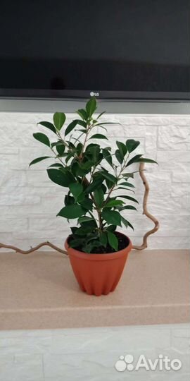 Крупные фикусы и не только