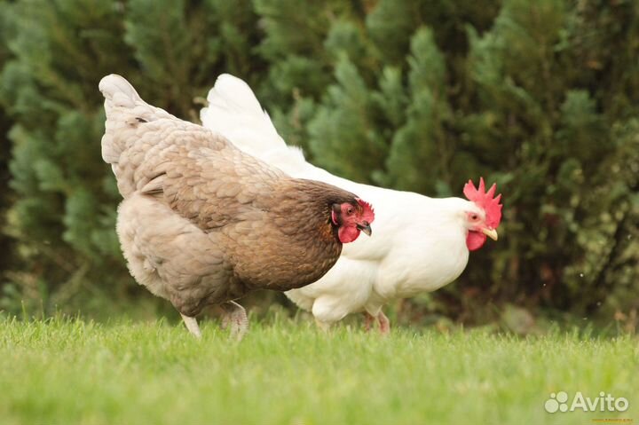 Отлов птицы подсобный рабочий вахта 15/15