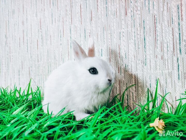 Мини карликовый кролик