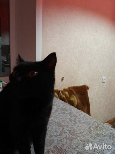 Кот в добрые руки