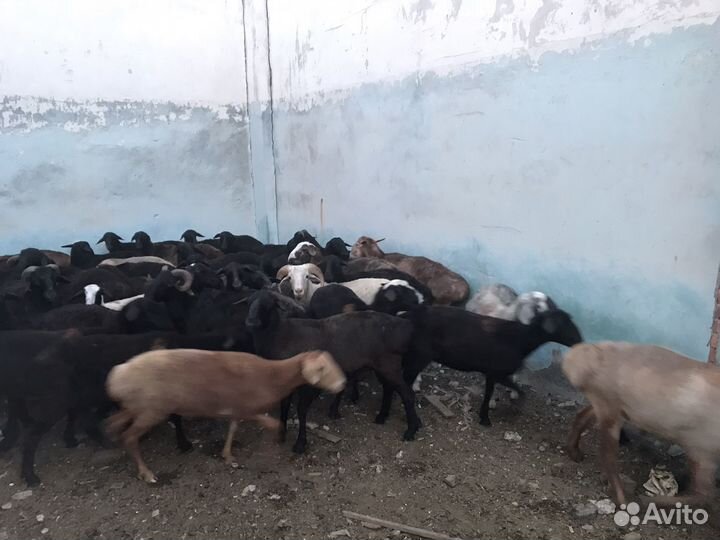 Овцы бараны