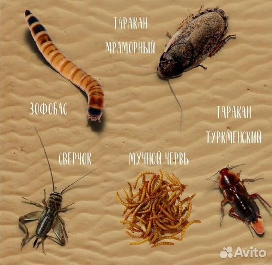 Сверчок, муха, саранча, мучник, зофобас, тараканы