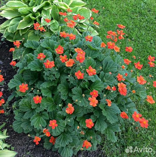 Гравилат многолетний