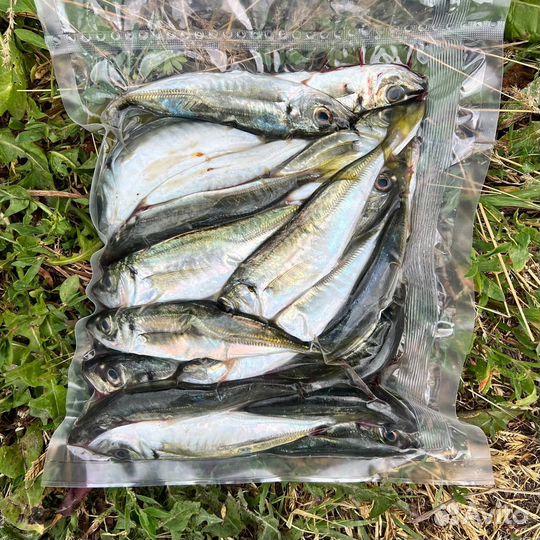 Рыба ставрида