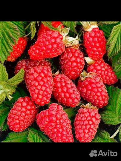 Малина ремонтантная