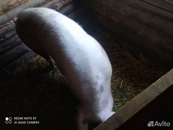 Продам свиноматку