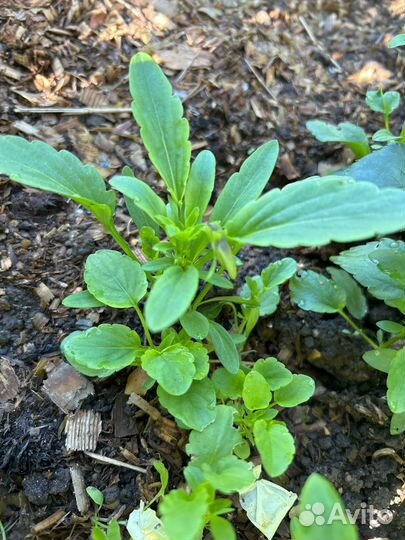 Чернильные анютины глазки рассада