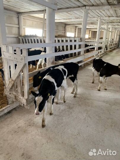 Телята, бычки и телочки