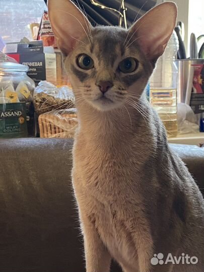 Абиссинская кошка