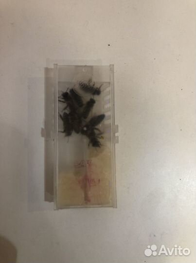 Матка Карника 2024