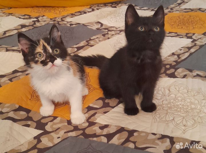 Котята мальчик и девочка