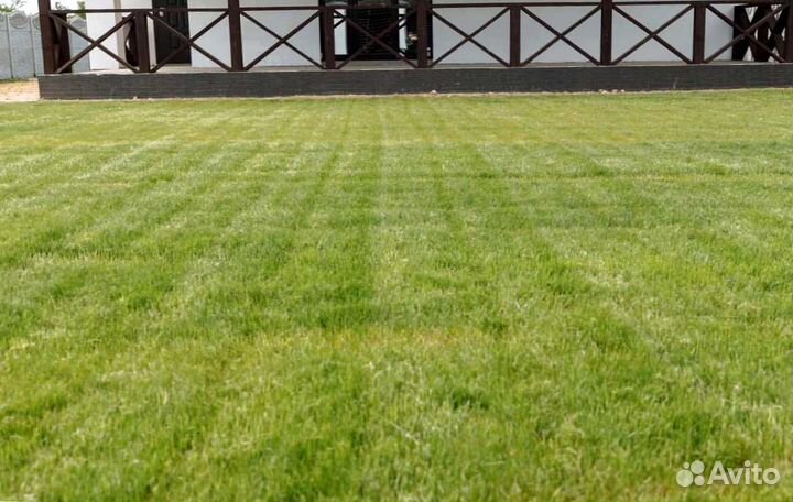 Рулонный газон