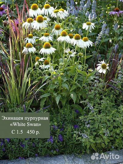 Многолетние растения. Цветы. Злаки. зкс