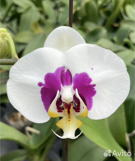 Орхидея фаленопсис panda