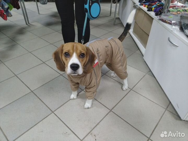 Дождевики для больших и средних собак