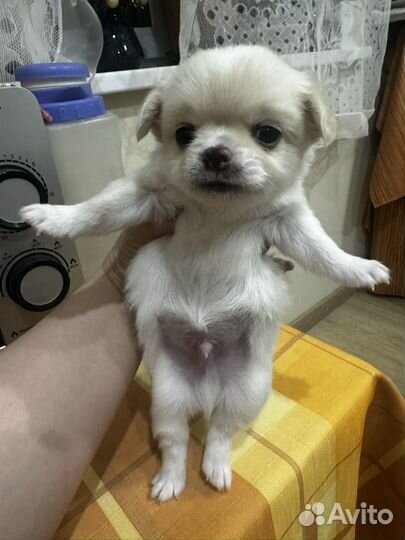 Щенки чихуаху длинношерстные мальчики