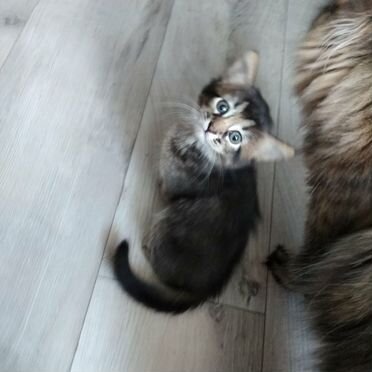 Сомалийский котёнок