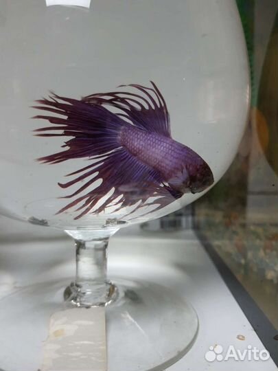 Рыбка петушок