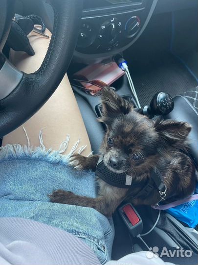 Собака чихуа хуа щенок