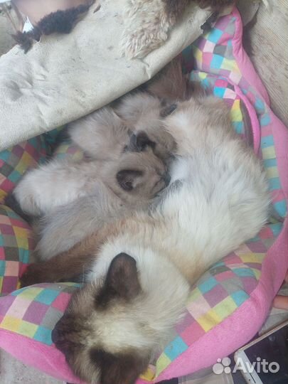 Котята