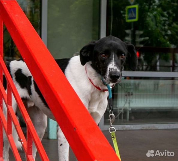 Собака в добрые руки