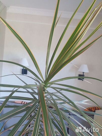 Пальма драцена