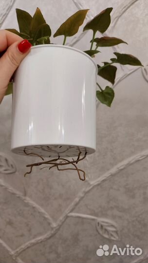 Сингониум малиновый крем