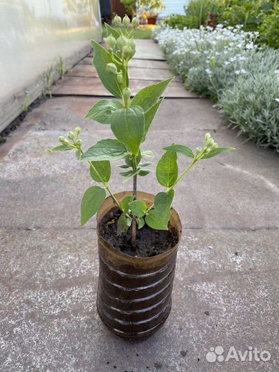 Жасмин кустарник