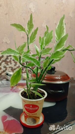 Педилантус комнатное растение