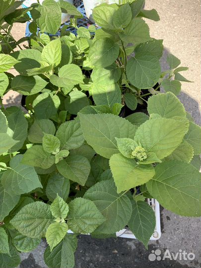 Гортензия древовидная анабель