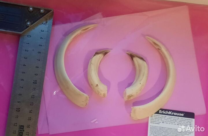 Клыки кабана