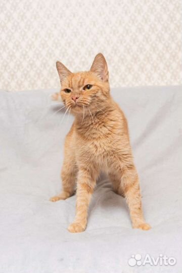 Кошка в дар