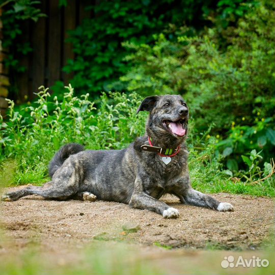 Маковая. Манечка в добрые руки