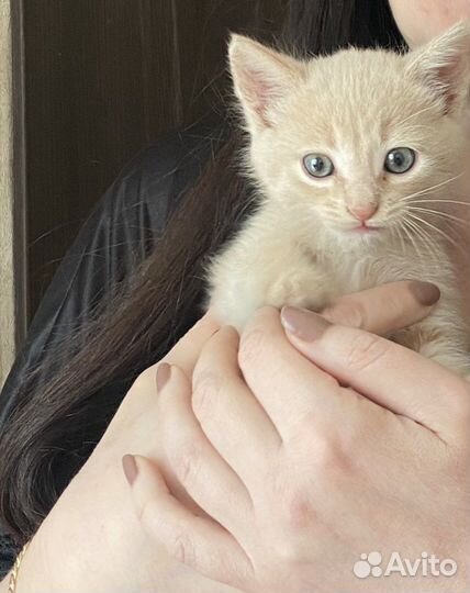 Кошка в дар бесплатно