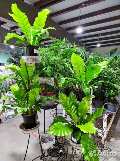 Асплениум Нидус