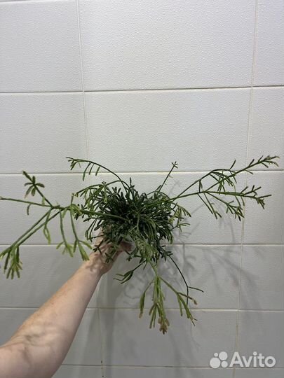 Рипсалис, Каладиумы