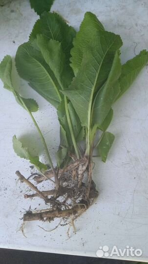 Лук шалот семейный