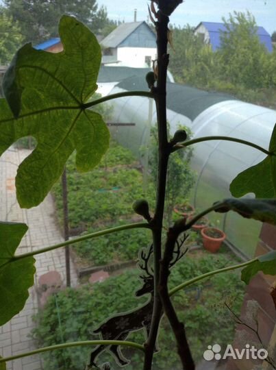 Саженцы инжира